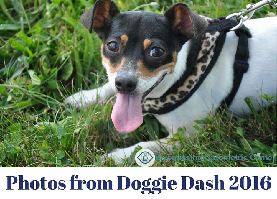 More Pictures From The Doggie Dash 2016